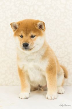picture of dog