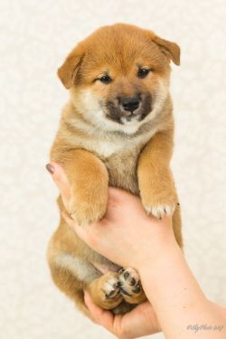picture of dog