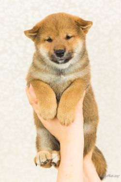 picture of dog