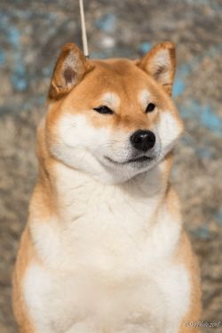 picture of dog