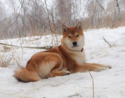 picture of dog