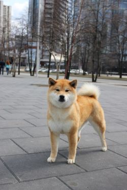picture of dog