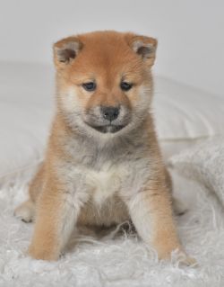 picture of dog