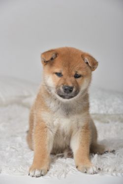 picture of dog