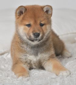 picture of dog