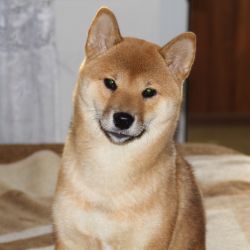 picture of dog