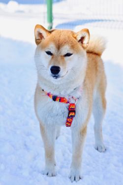 picture of dog