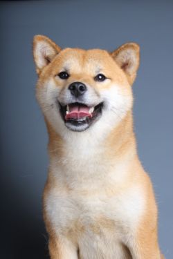 picture of dog
