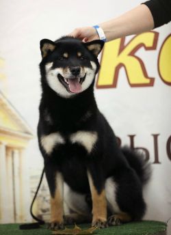 picture of dog