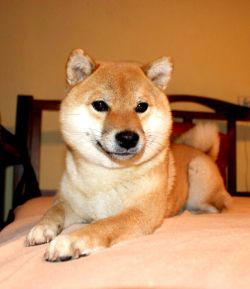 picture of dog