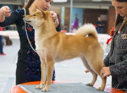 picture of dog