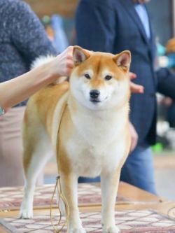 picture of dog