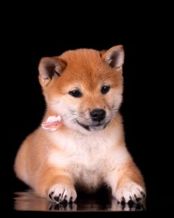 picture of dog