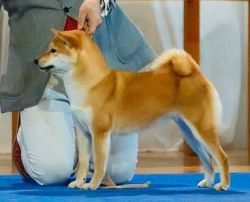 picture of dog