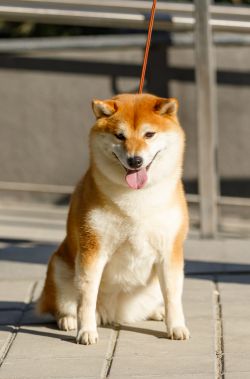 picture of dog