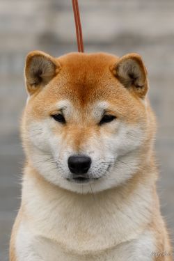 picture of dog
