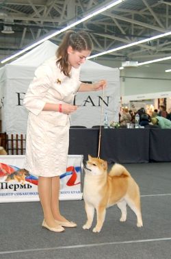 picture of dog