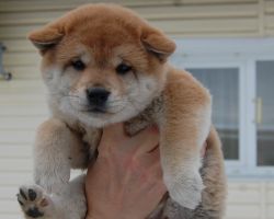 picture of dog