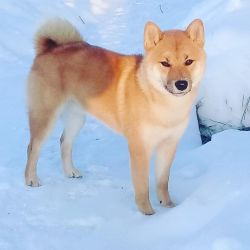 picture of dog