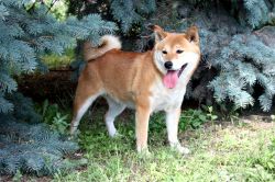 picture of dog