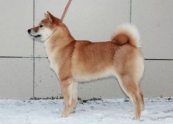picture of dog