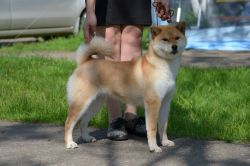 picture of dog