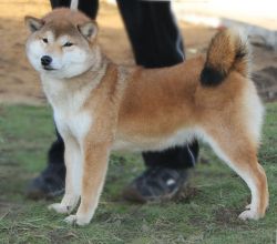 picture of dog