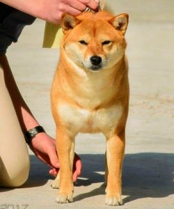 picture of dog