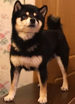 picture of dog