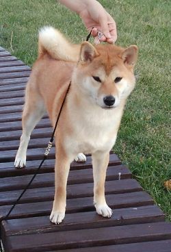 picture of dog
