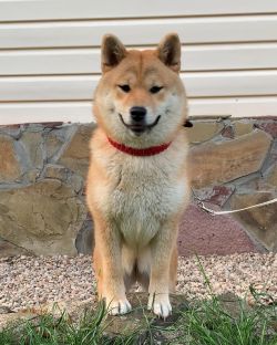 picture of dog