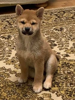 picture of dog