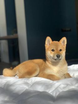 picture of dog