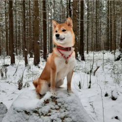 picture of dog