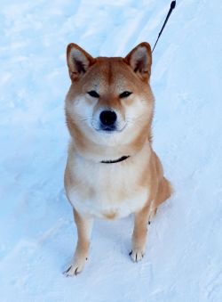 picture of dog