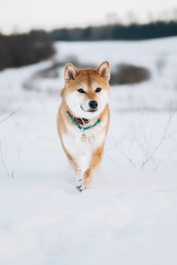 picture of dog