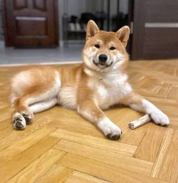 picture of dog