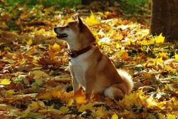 picture of dog