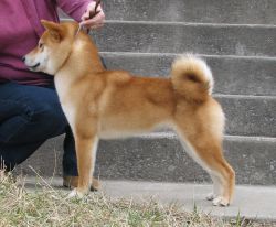 picture of dog
