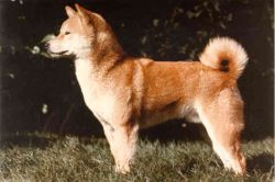 picture of dog