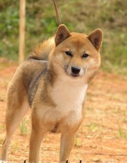 picture of dog