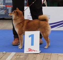 picture of dog
