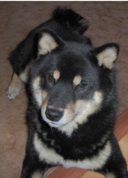 picture of dog
