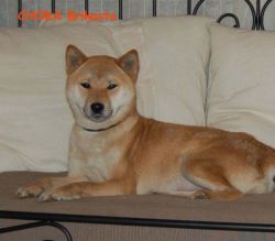 picture of dog