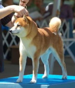 picture of dog