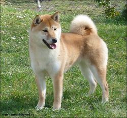 picture of dog