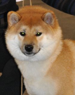 picture of dog