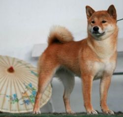picture of dog