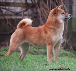 picture of dog