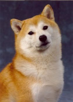 picture of dog